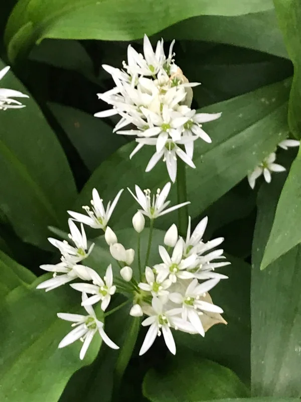 edulis2983032