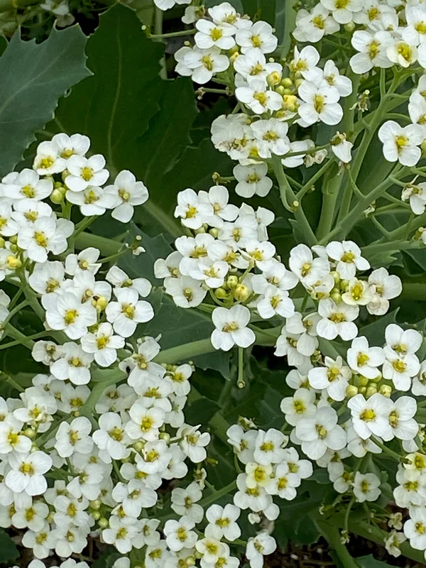 edulis2983121