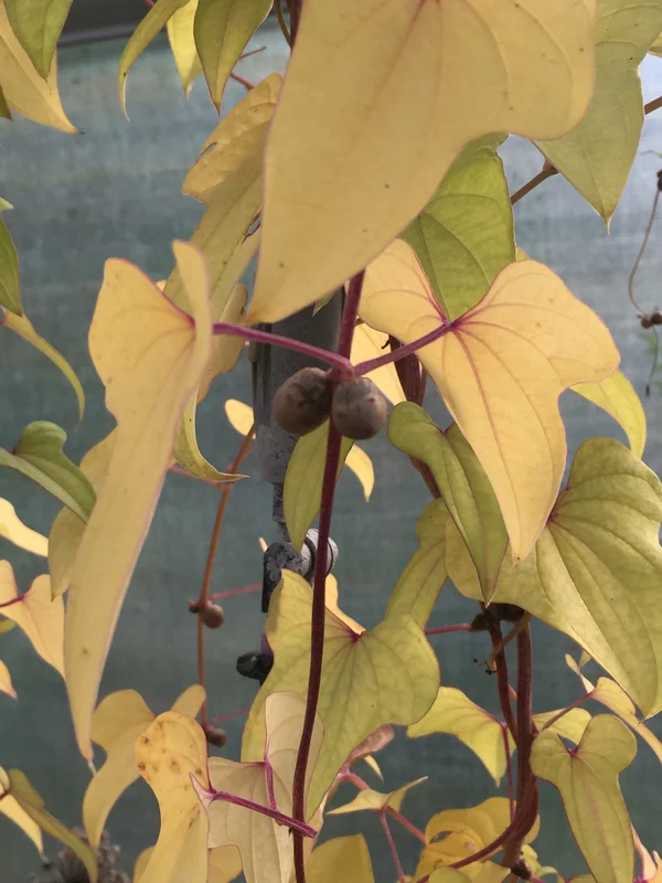 edulis2983251