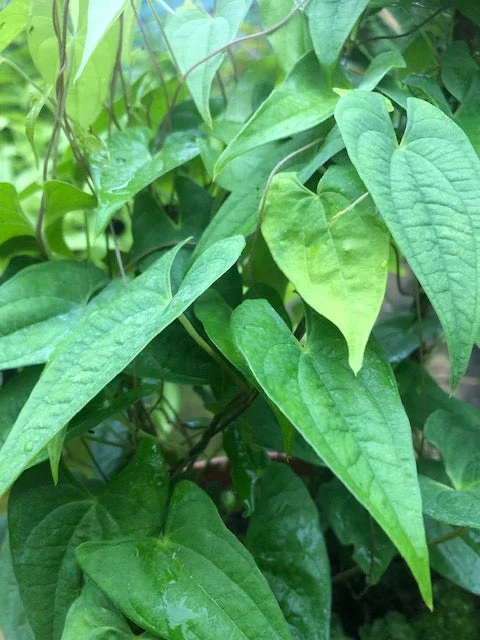 edulis2983265