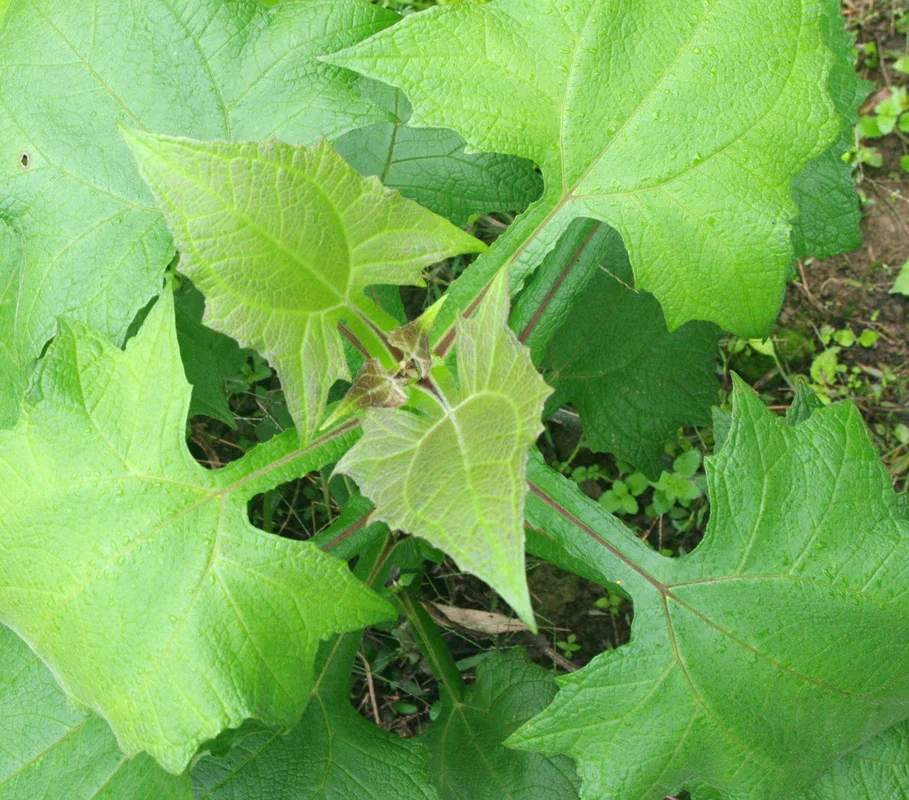 edulis2983395