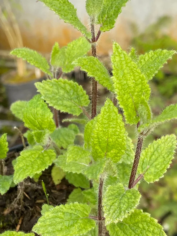 edulis2983421