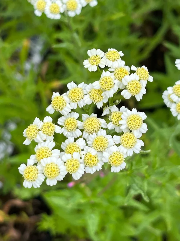 edulis2983522
