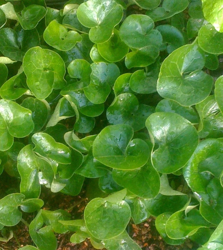 edulis2983663