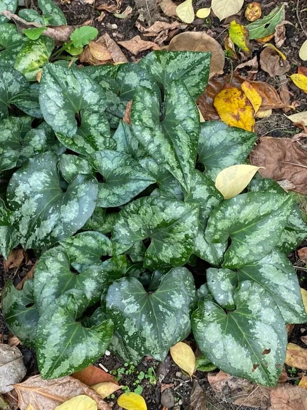 edulis2983687