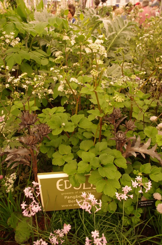 edulis2984121