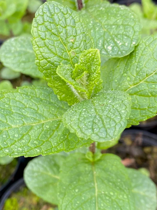 edulis2984366