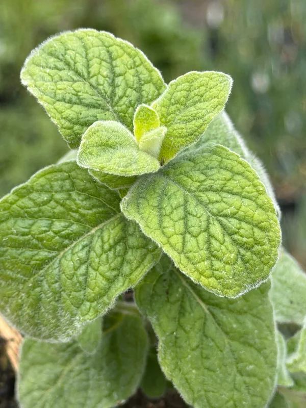 edulis2984429