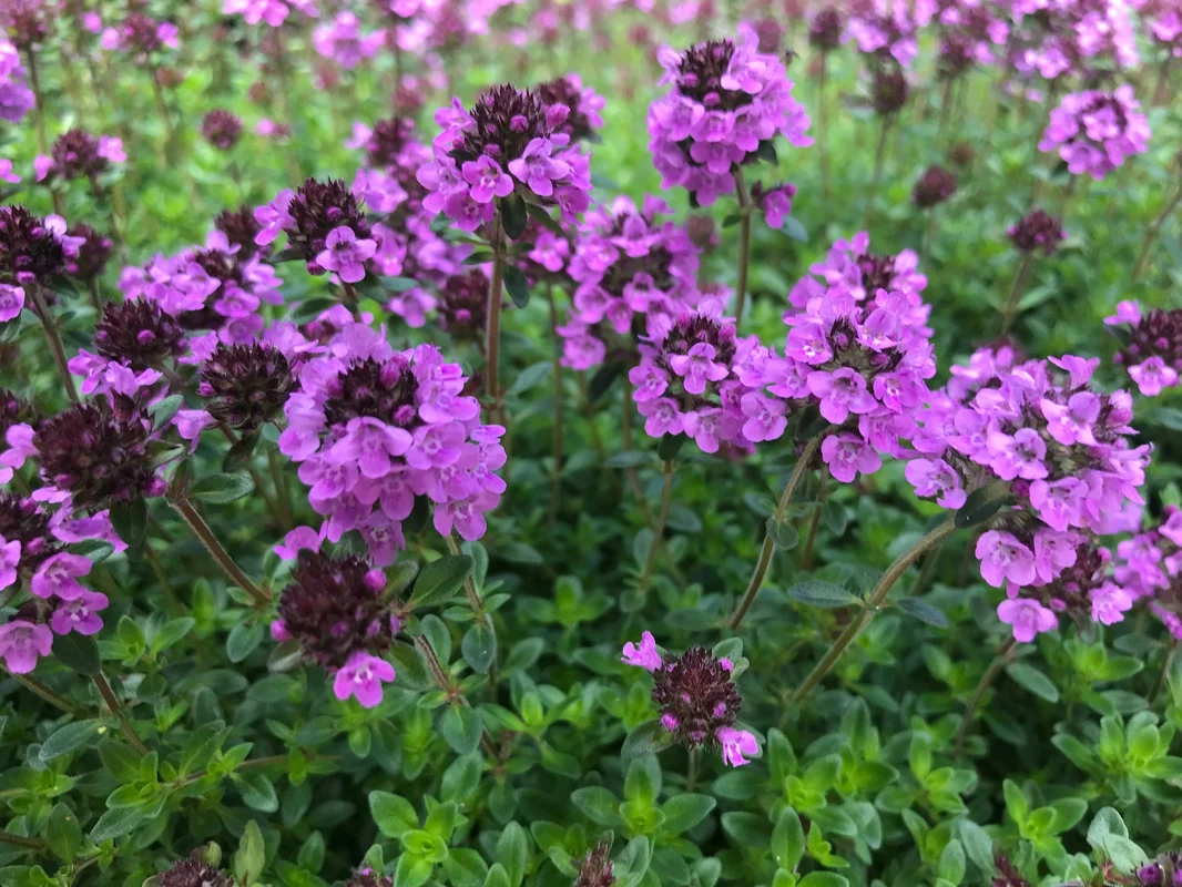 edulis2984747