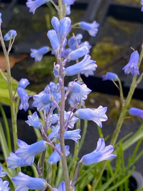 edulis2984828
