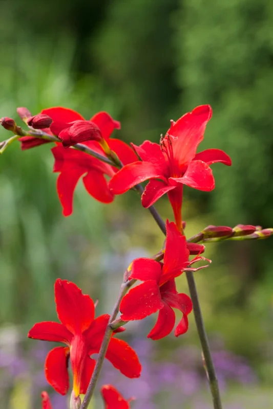 edulis2984843