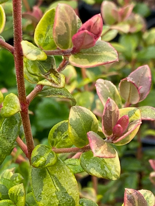 edulis2985695