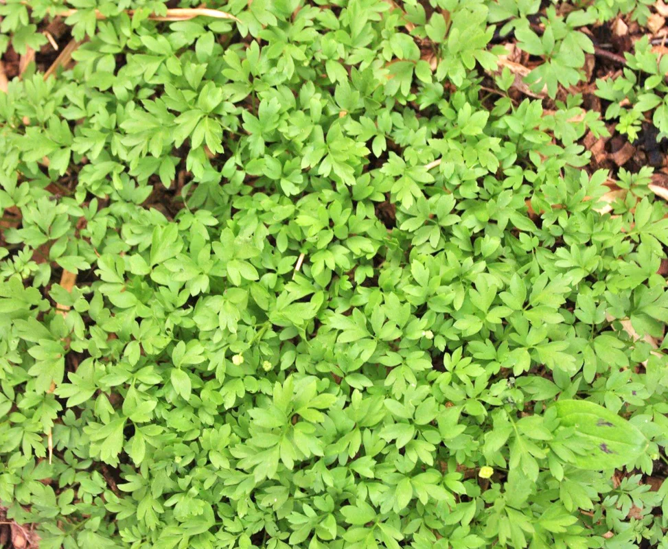 edulis2985733