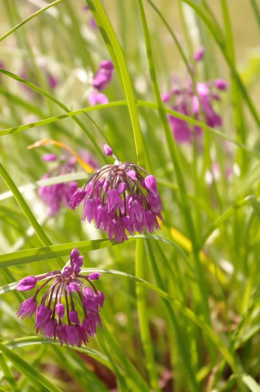 edulis2985759