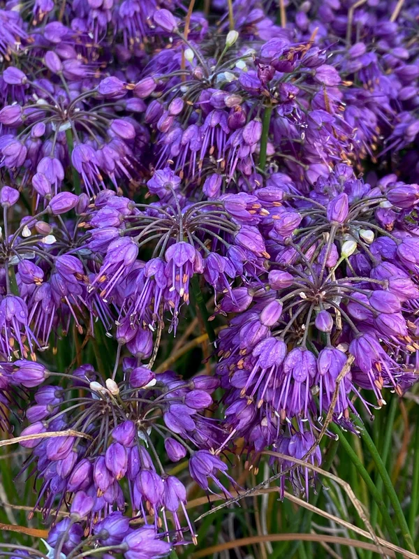 edulis2985852