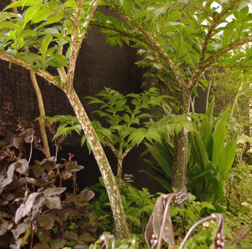 edulis2985919