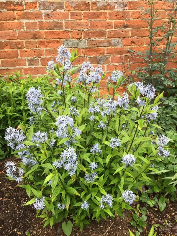 edulis2986047