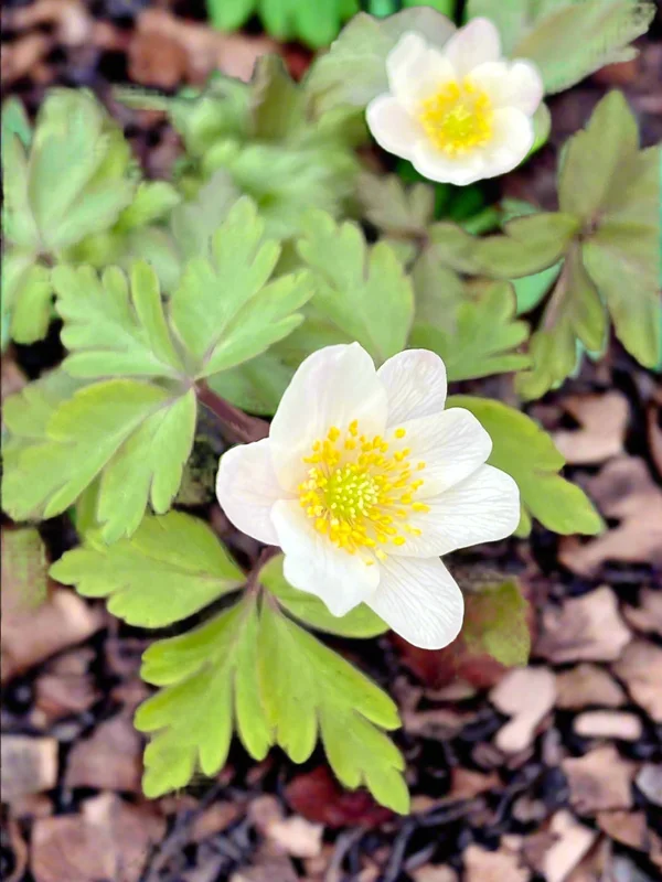 edulis2986068