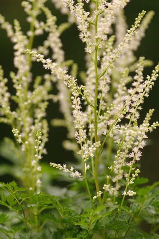 edulis2986223