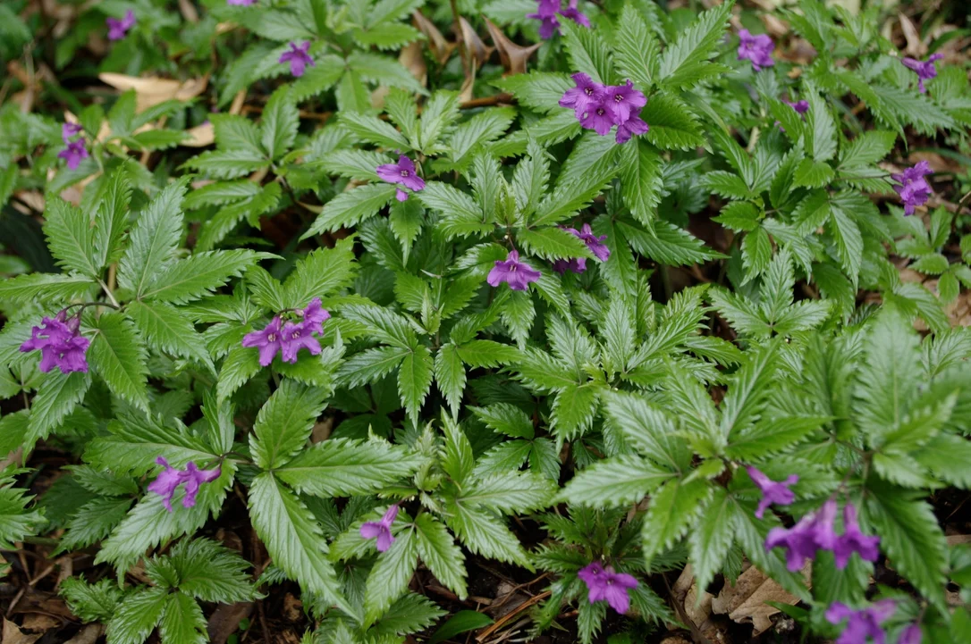 edulis2986891