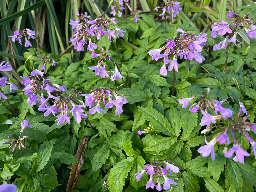 edulis2987166