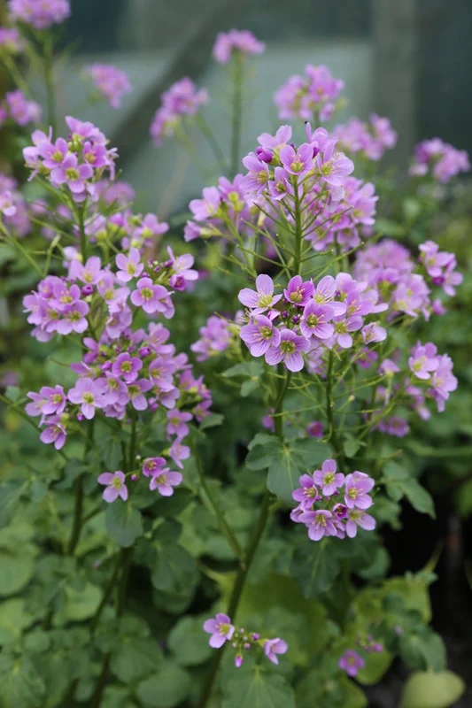 edulis2987183