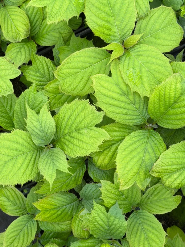 edulis2987671