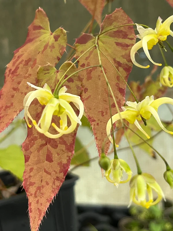 edulis2988447