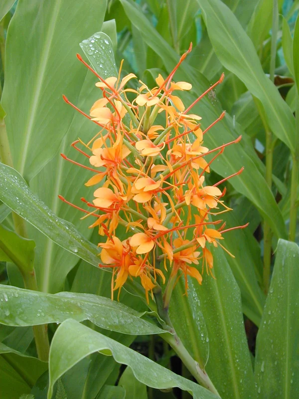 edulis2989110