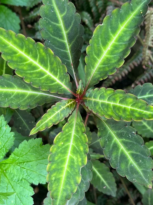 edulis2989421
