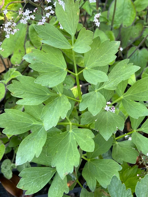 edulis2989966