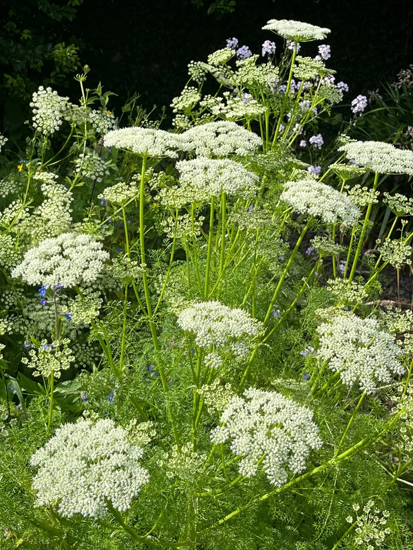 edulis2990164