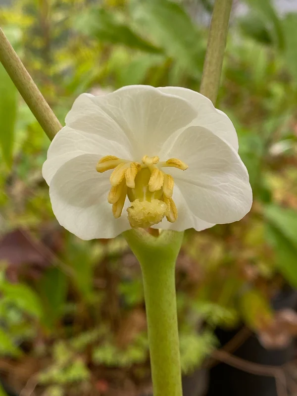 edulis2991554
