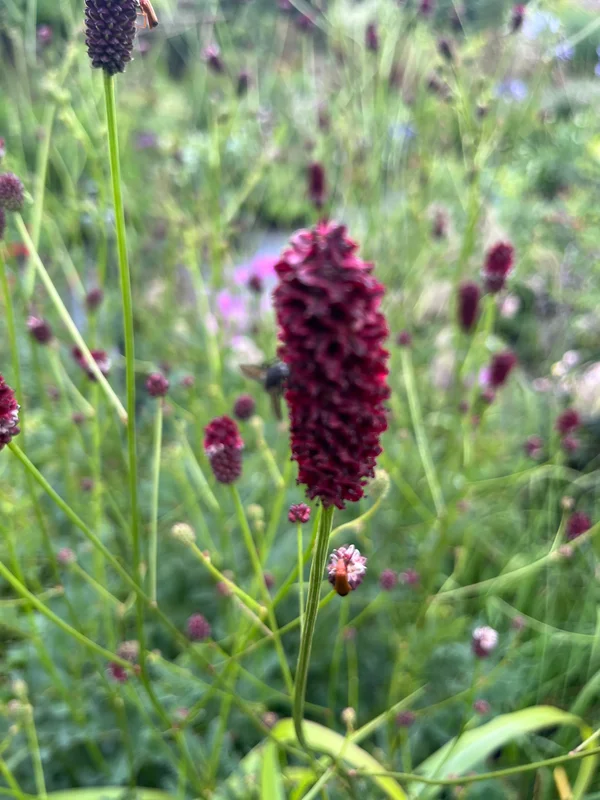 edulis2992192