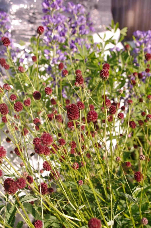 edulis2992233