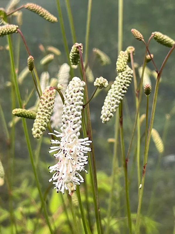 edulis2992297