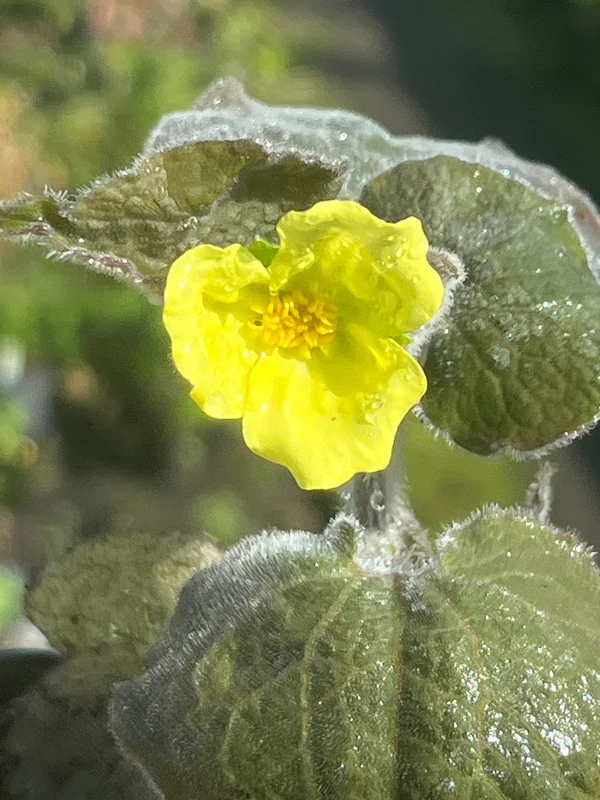 edulis2992373