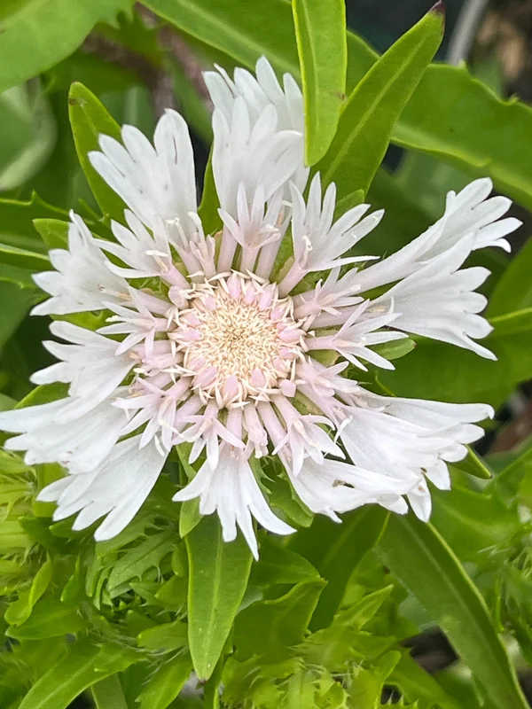 edulis2992624