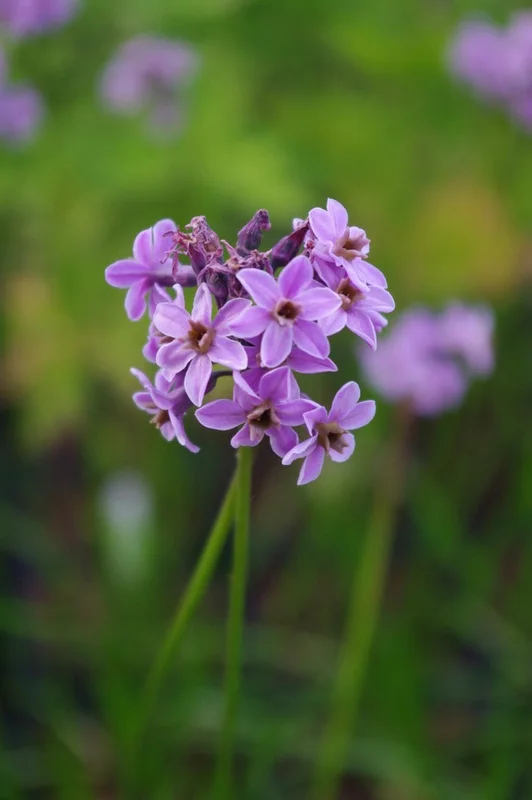 edulis2992963