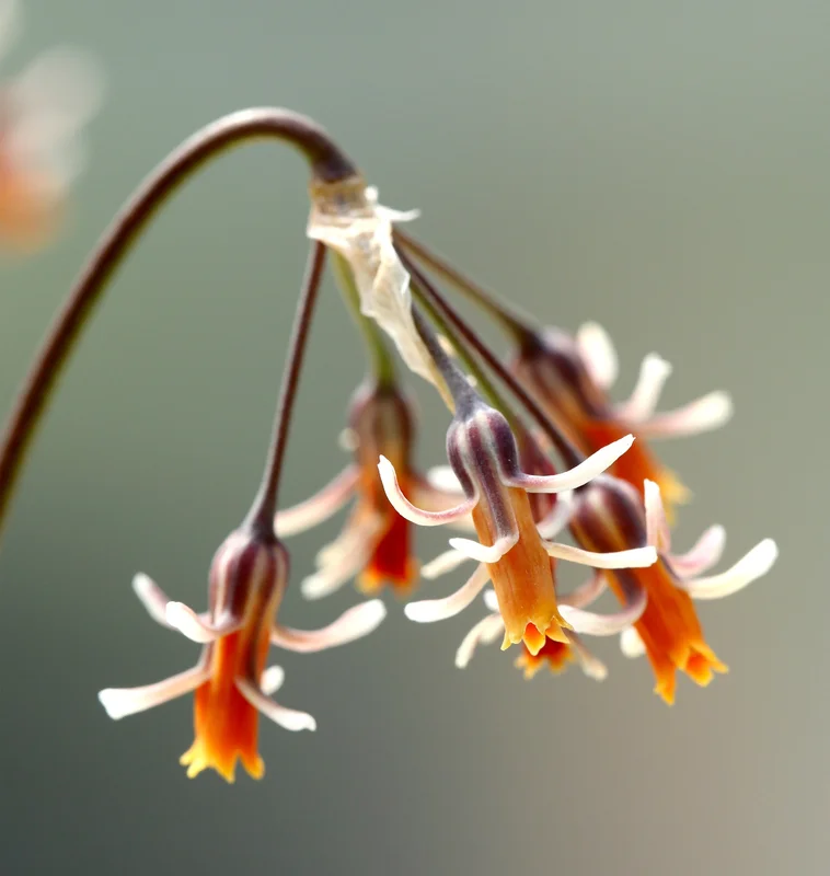 edulis2993028