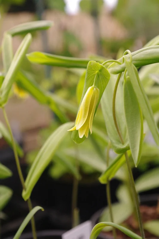 edulis2993047