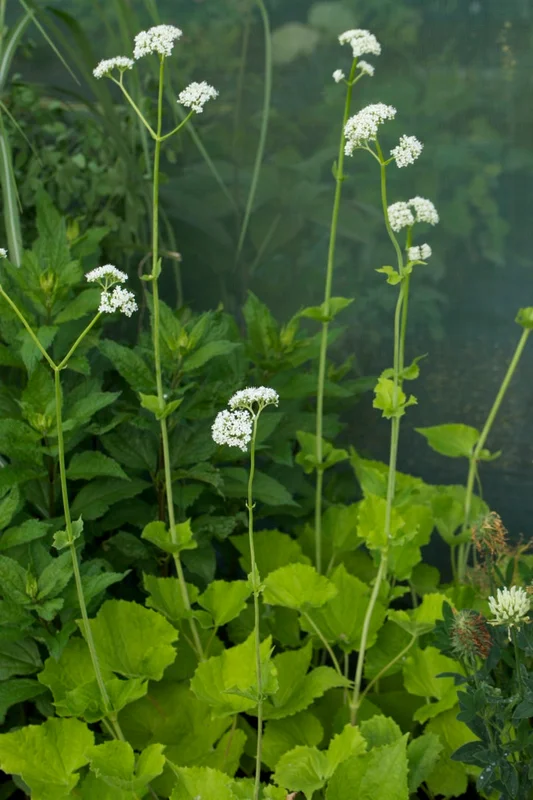 edulis2993065