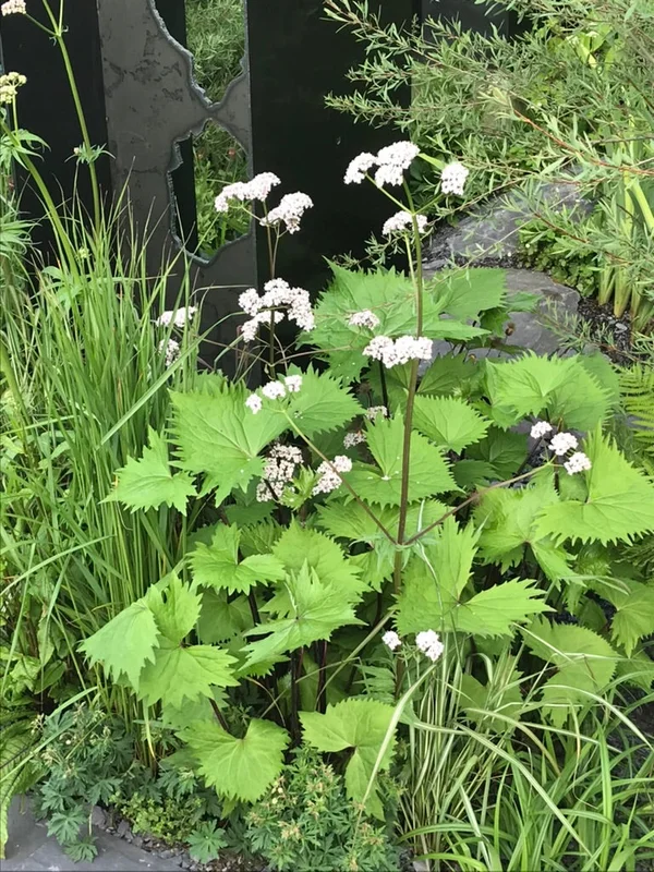 edulis2993085