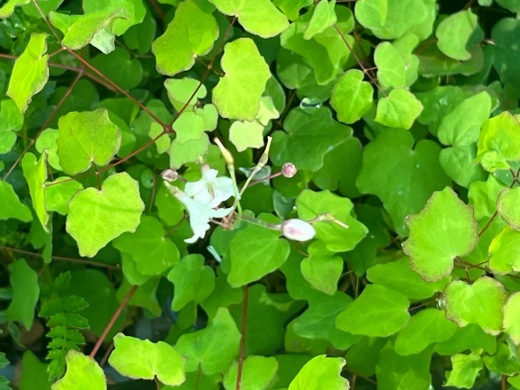 edulis2993146