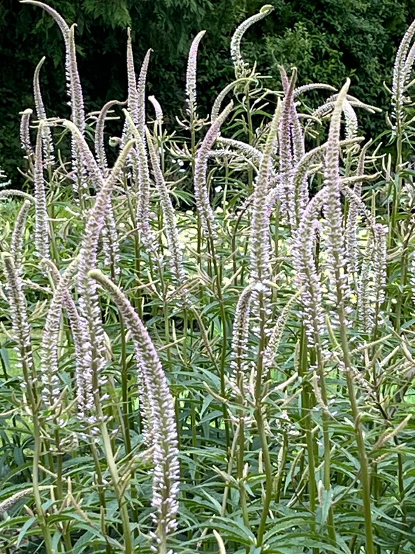 edulis2993241