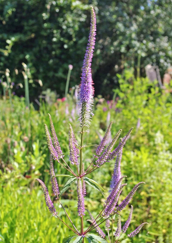 edulis2993274