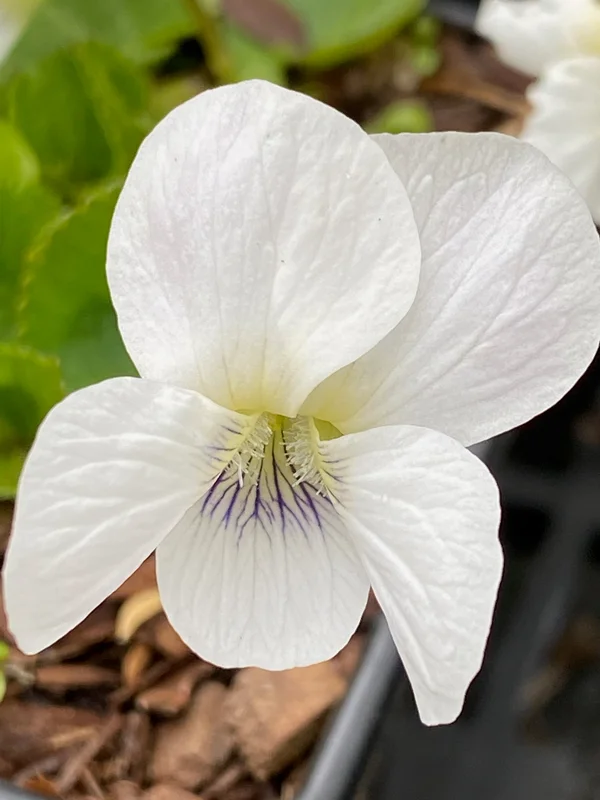 edulis2993320