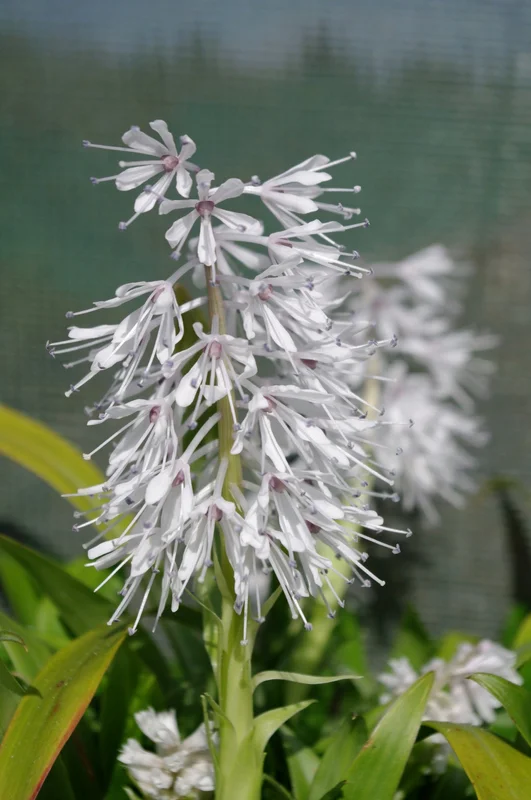 edulis2993623