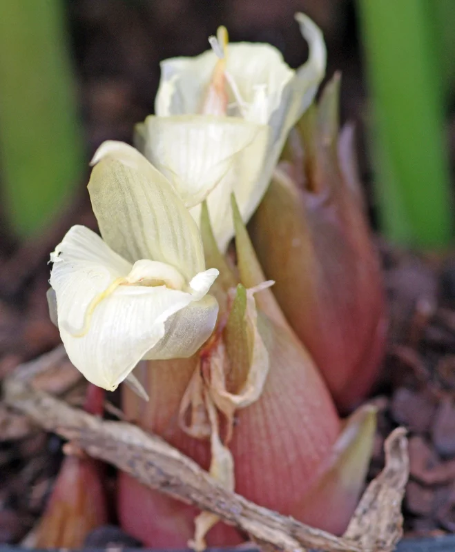 edulis2993657