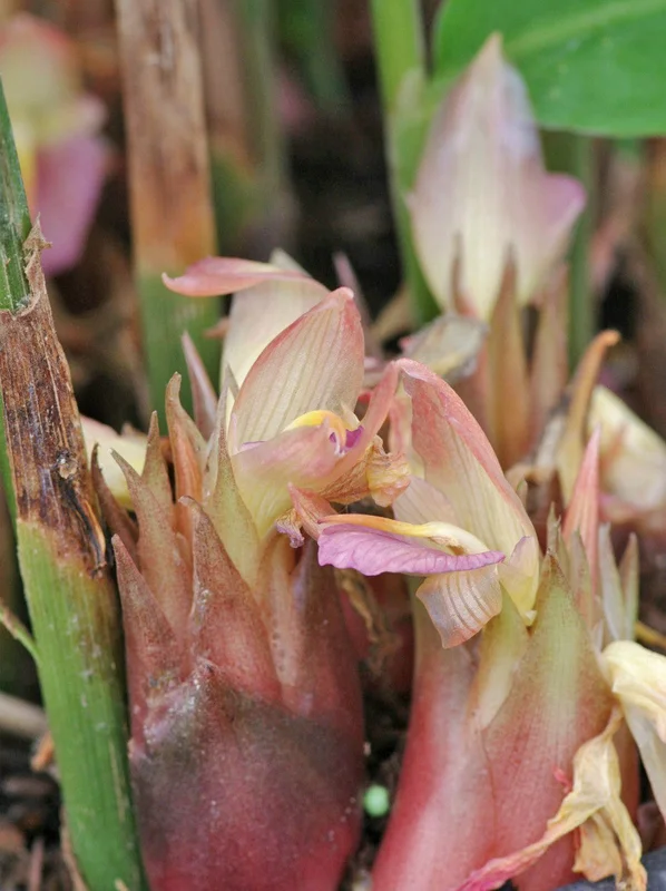 edulis2993687
